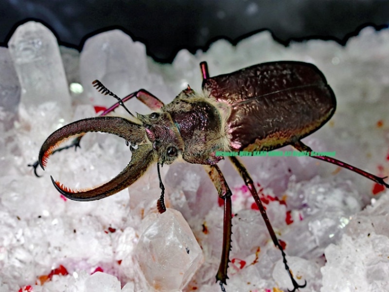 2024,10/1 WILD ƥڥ롼ء4ĤδĲ!! ե륷Х͡ No,655mmup ڥ