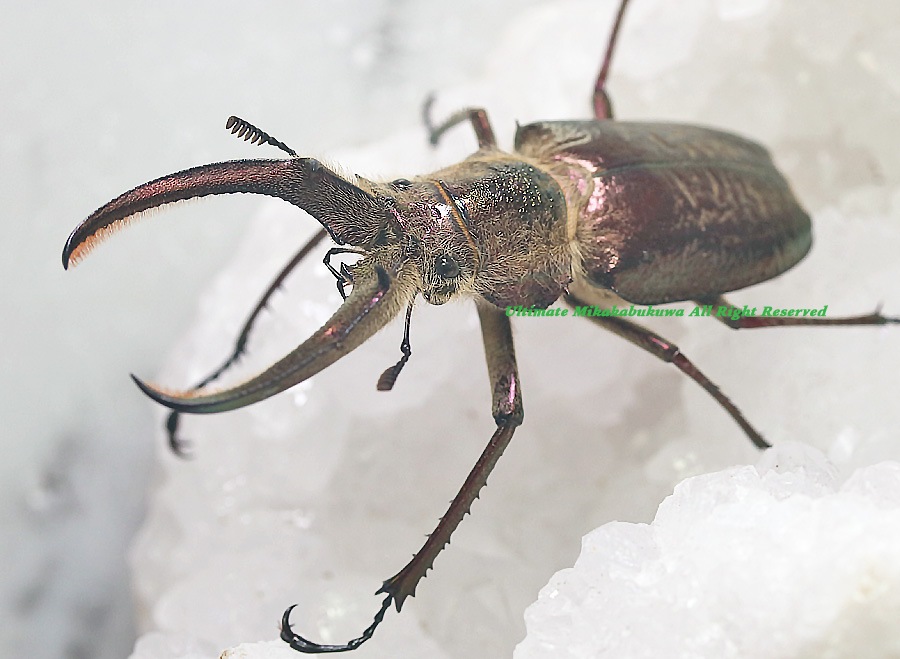 2024,10/1 新着WILD 南米ペルー便 4つの眼を持つ怪獣!! フェイスタメル