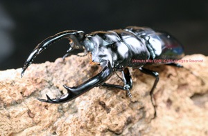 2017ǯWILD���������³�桡2023ǯ6�����۲���WF4(CBF1)�������ǹ���!!������ʡ������Dibang Valley�����������ȥ��åǥ���̾���3���ñ��(��ͺȽ�����̵��)