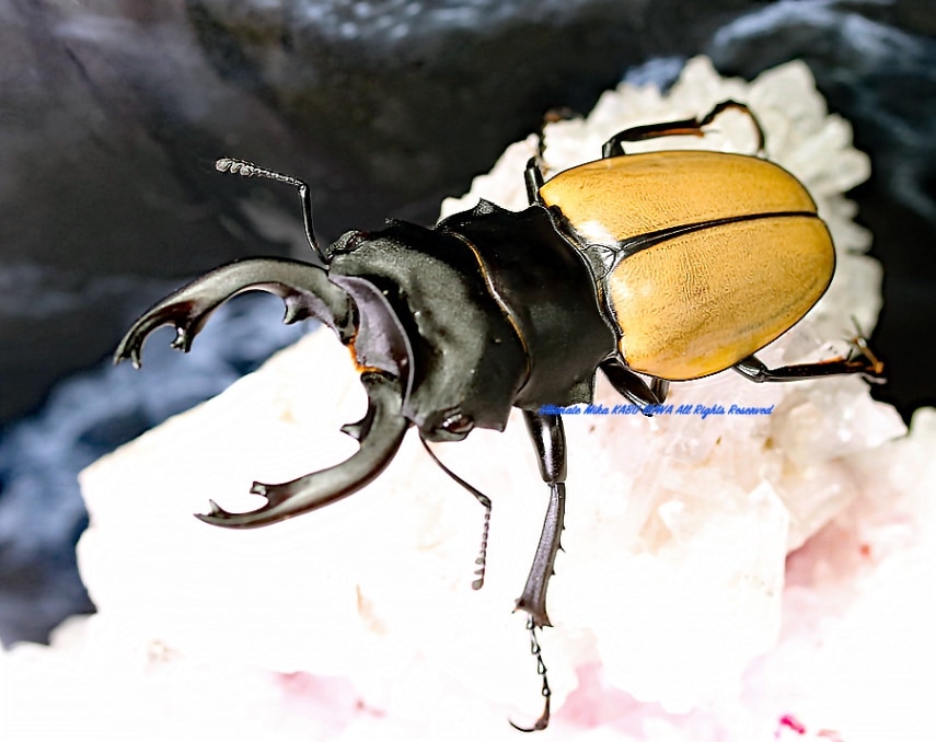 2024,9/18 新着WILD タイ便 モウホエレガンスツヤ No,1 ♂70mmUPペア