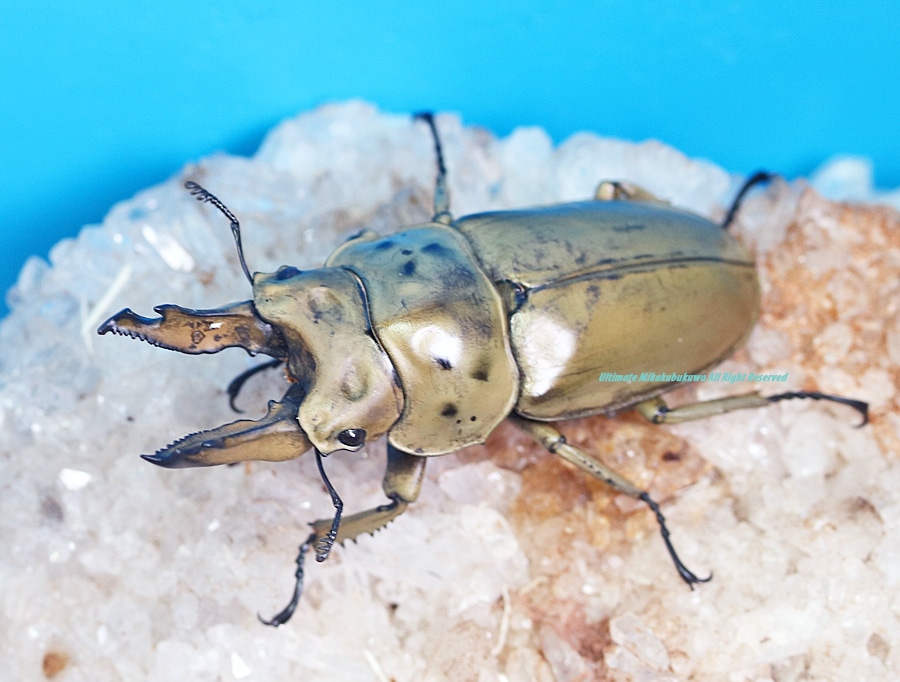 2024,10/3 新着WILD マレーシア便 GOLD美麗種!! モセリオウゴンオニ No