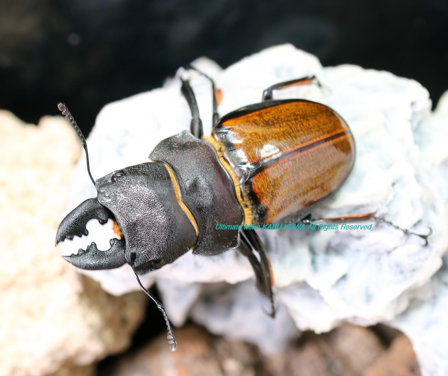 カブクワブリーダー main_slider01.jpg.webp