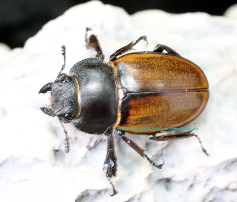 2024,10/3 WILD ̥ܥͥءץĥ䥯塞No,3Bñ