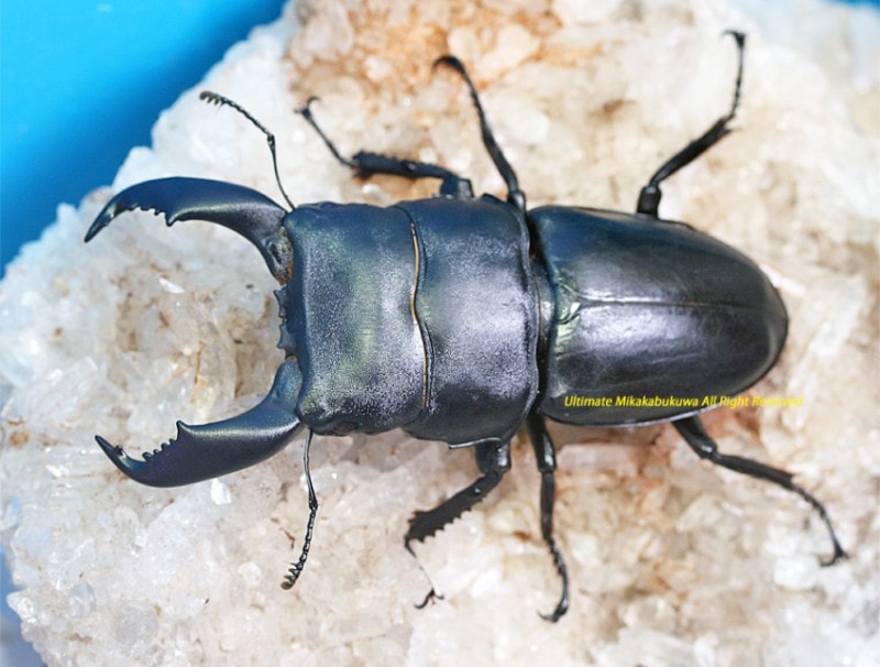 クワガタ WD】《ルディカツヤクワガタ 78mm ペア》 | KPW公式オンラインショップ