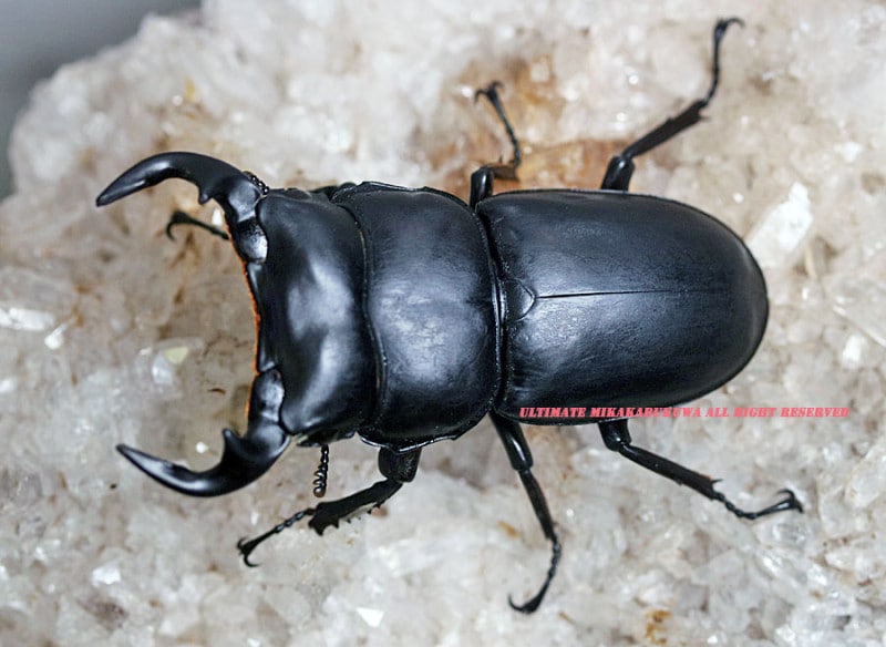 2024,10/13 新着WILD タイ便 アンタエウスオオクワNo,4 ♂53-59mmペア