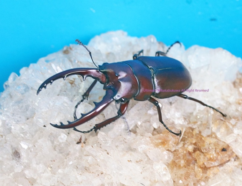 2024,10/13 ����WILD �����ء������������ǥ����ե�ƥ�ʥ���No,2����50mmUP�ڥ�