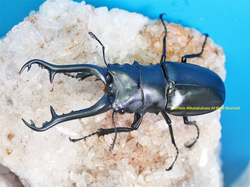 ジラフ　立体昆虫タイ 立体昆虫図鑑 世界のカブトムシ | 名成レーシング株式会社