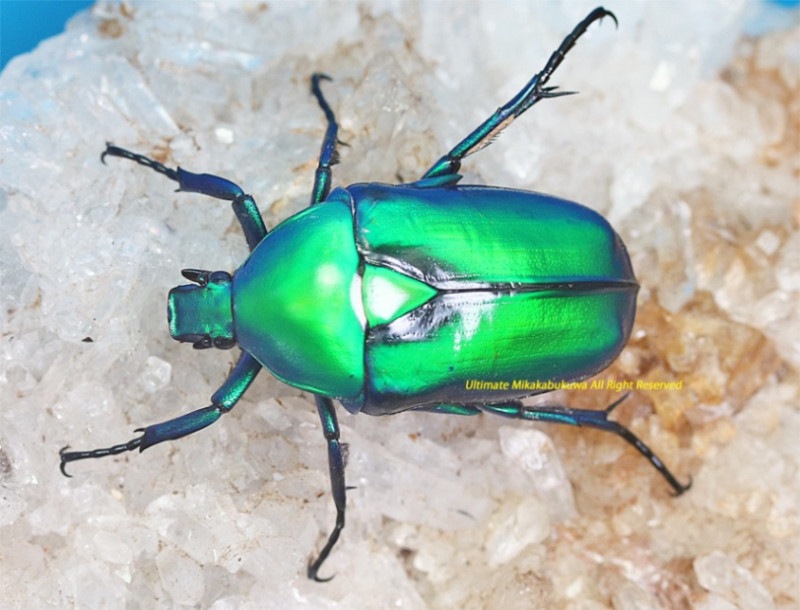 2024,10/13 WILD ءNo,1饹!! եɥꥢʥ֥󡡲ޤNo,S2BIG38mmڥ