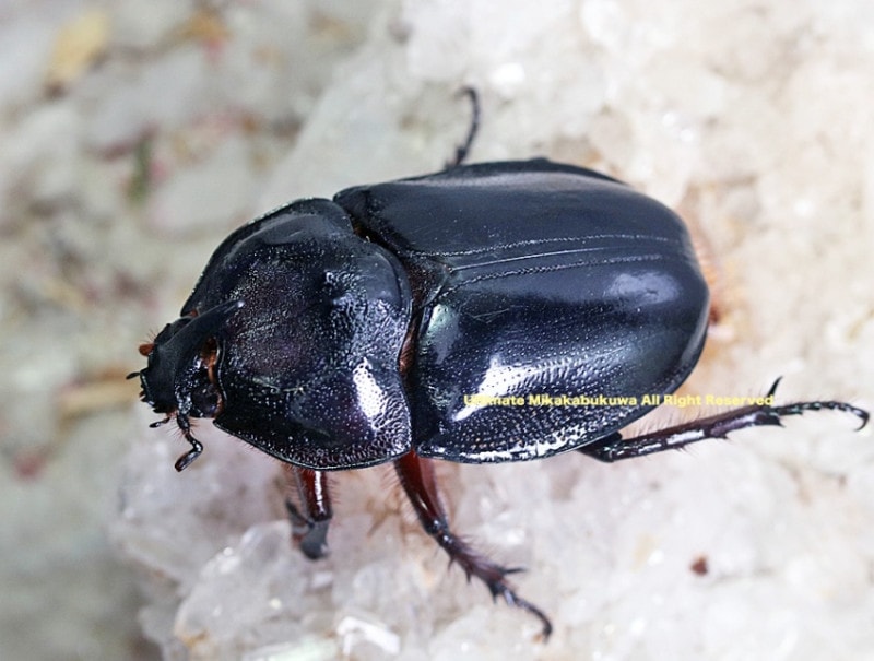 2024,10/22.23 ����WILD ���ƥڥ롼�ء���������!! ����ޥ�ƥ��󻺥ѥ󥫥֥ȡ� No,7����Bñ��