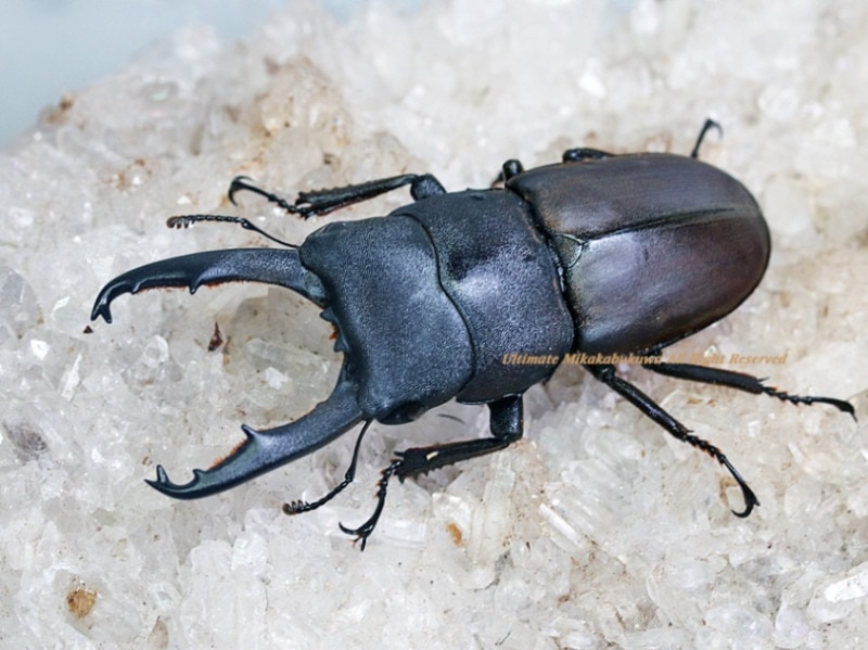 ボルネオ ヒラタクワガタ 標本 0000000097812_RHoEwvg.jpg