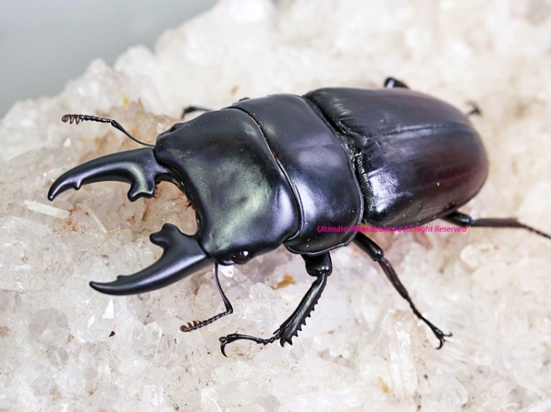 2024ǯWILD顡2024ǯ9-10۲ WF165mmĶ륤ɻ!! ҥڥꥪssp.21Ƭ