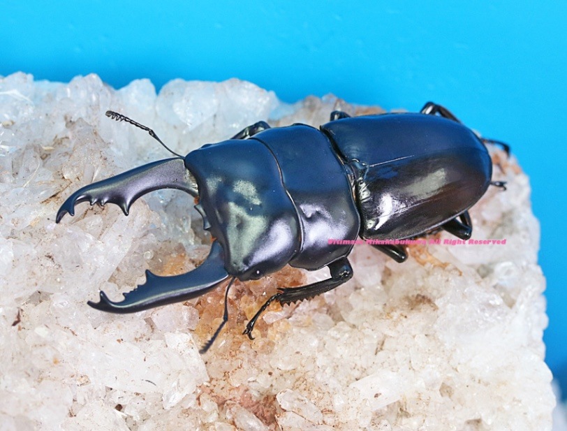 2024年WILDから 2024年9-10月孵化 WF1 最大75mm超えるインド産