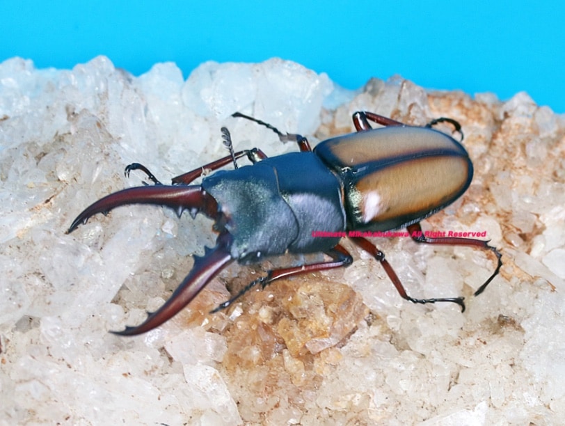 アフリカ・タンザニアの美麗種 2024年5月羽化(11/2現在休眠中