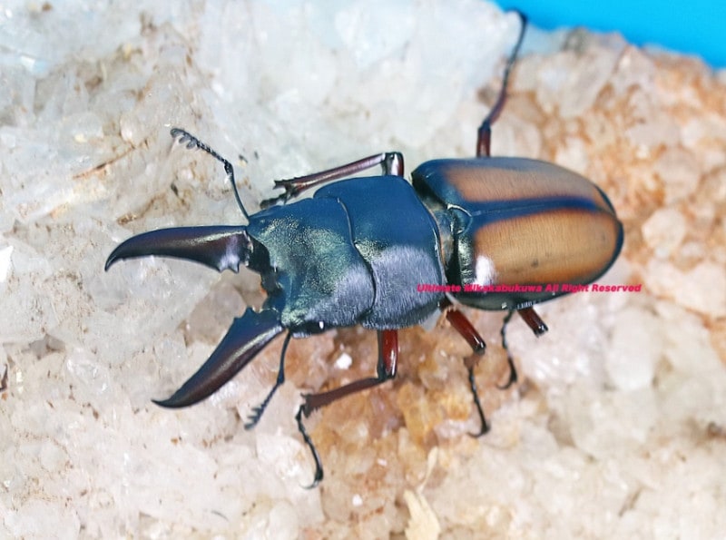 ���եꥫ�����󥶥˥�������� ��2024ǯ5���(11/2���ߵ�̲��) WF2(CBF1)������ϥ󥮥Υ����ꡡ ��46mm��30mm  �ڥ�