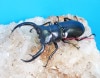 2021ǯWILD³ 2024ǯ7(11/2ߵ̲) WF2(CBF1)ȥåǥߥ 69mm42mm  ڥ