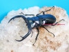 2021ǯWILD³ 2024ǯ7(11/2ߵ̲) WF2(CBF1)ȥåǥߥ 73mm43mm  ڥ