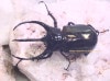 2024ǯWILD 2024ǯ10ܤ۲WF1  ͵ȯ!! ꥯ֥ 21Ƭ