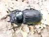 2024ǯWILD 2024ǯ10ܤ۲WF1  ٥꡼쥢!! LSӥǥ󥹥 23Ƭ