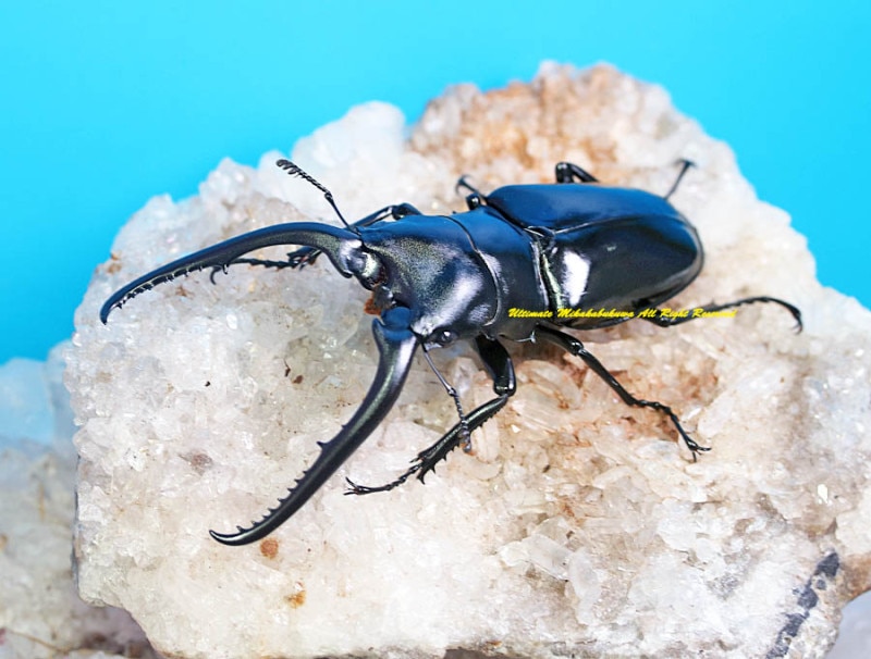 2023ǯWILD����Ρ�WF1 ��2024ǯ��8-9�����2-3��(11/2���ߵ�̲��) ����ե������Υ����ꡡ ����������������93mm��48mm  �ڥ�