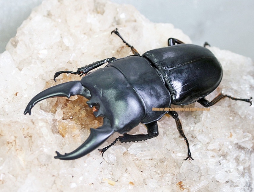 2024年WILDからの 2024年10月から孵化 WF1 北ボルネオ産