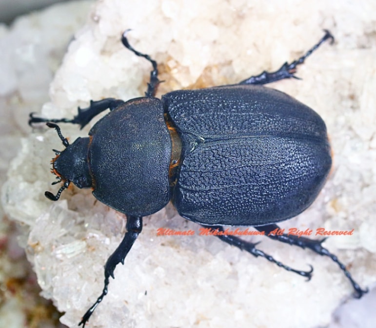 2024,11/20,21 ����WILD ���ƥ������ɥ��ء��إ饯�쥹���������ǥ󥿥ꥹ�� No,13   ��54-64mm��ñ��