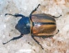 2024,11/20,21 WILD ƥڥ롼ءܽ!! ޥƥ󻺥եsp. No,142mm­޷礱