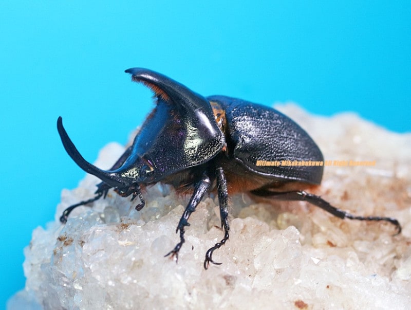 2024,11/20,21 WILD ƥڥ롼ء2ĤΰۤʤħĿϽ!! 硼إ꡼إťΡ No,257-63mm ڥ