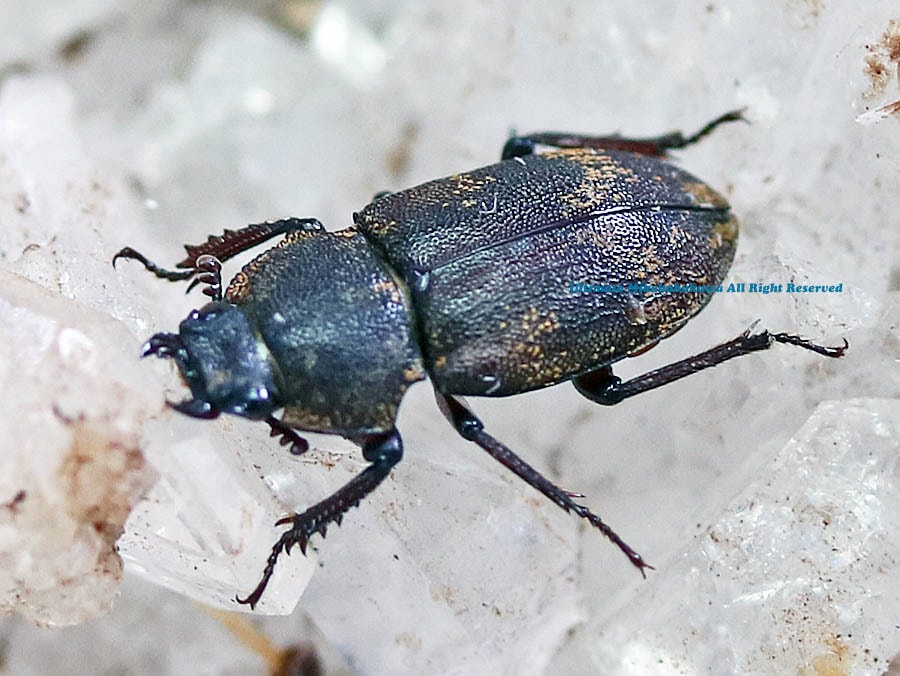 ペルー産　スジクワガタ　26mm ペルー産 スジクワガタ 26mm ペルー産 スジクワガタ 26mm