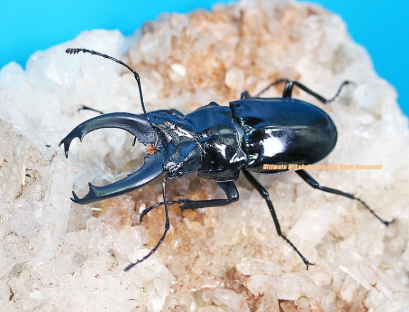 2024,11/20,21 ����WILD ���ƥڥ롼�ء������ɥ����Τ褦�˥ƥ��ƥ�����!!�ڥ�ӥ��̥����ӥܥ��� No,1����45mmUP �ڥ�