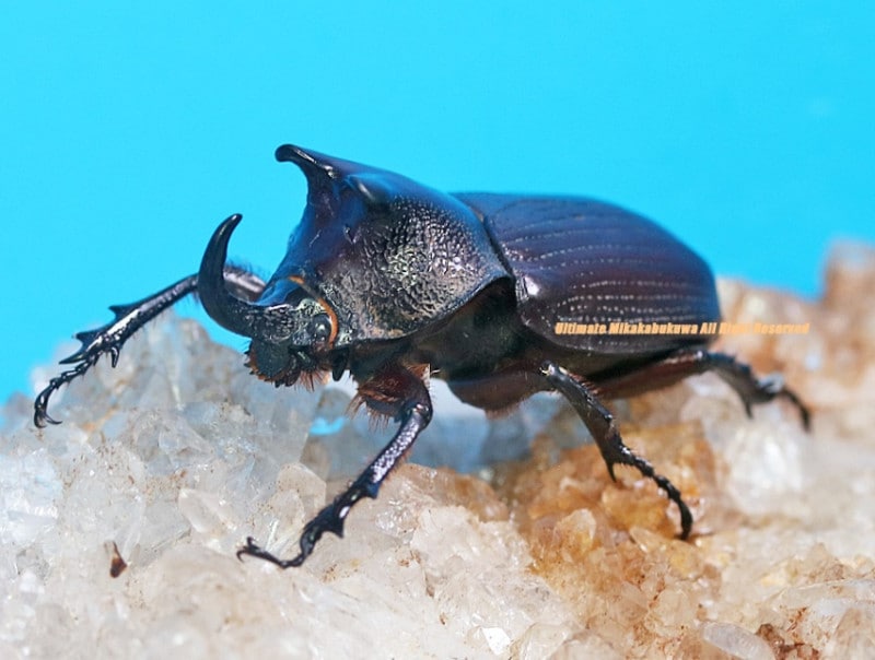 2024,12/5,6 WILD ƥڥ롼ءӥХҥťΥ֥ȡ No,1A-43mm޷35mm ڥ