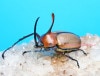 2024,12/5,6 ����WILD ���ƥڥ롼�ء�����ޥ�ƥ��󻺥����ե�sp.�� No,1����65mm������ʣ����43mm �ڥ�
