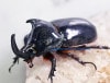 2024,12/5,6 ����WILD ���ƥڥ롼�ء���ʥӥ��إ�ť�ssp.�� No,1����50mmUP �ڥ�
