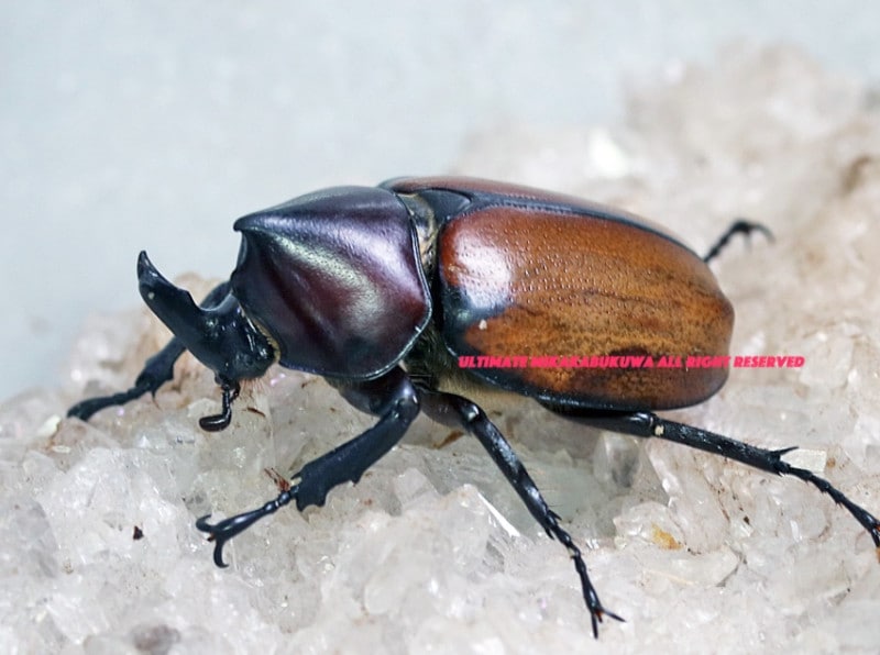 2024,12/5,6 新着WILD 南米ペルー便 オレンジレッド・NEWフンボルトヒナカブト No,1 BIG!!♂45mmup ペア