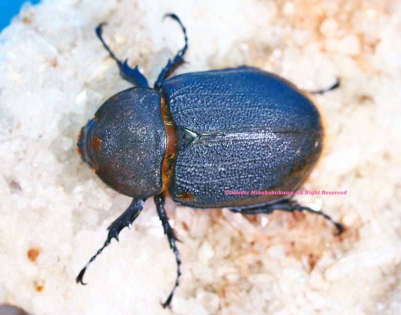 2024,12/5,6 ����WILD ���ƥڥ롼�ء�Dynastes��������إ饯�쥹����å����� No,3����55mmUPñ��