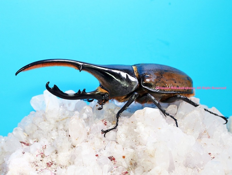 2024,12/5,6 ����WILD ���ƥڥ롼�ء�Dynastes��������إ饯�쥹����å����� No,1����136mm��65mmup�ڥ�