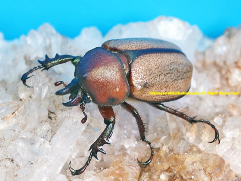 プラチナコガネ2種　ラベル無し プラチナコガネ2種 ラベル無し プラチナコガネ2種 ラベル無し