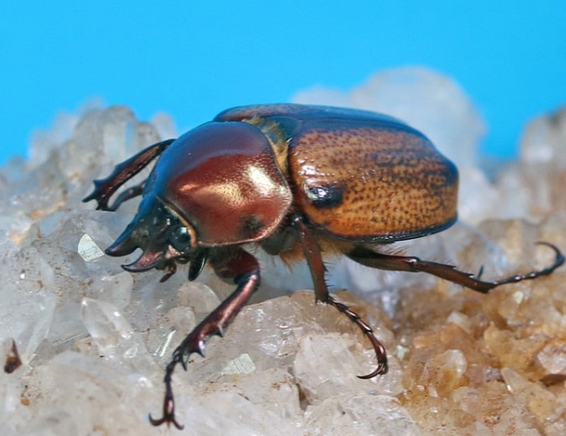 ブラジル産　ウルスカラカナヒナカブト　30mm 0000000099102_SfQ43SL.jpg