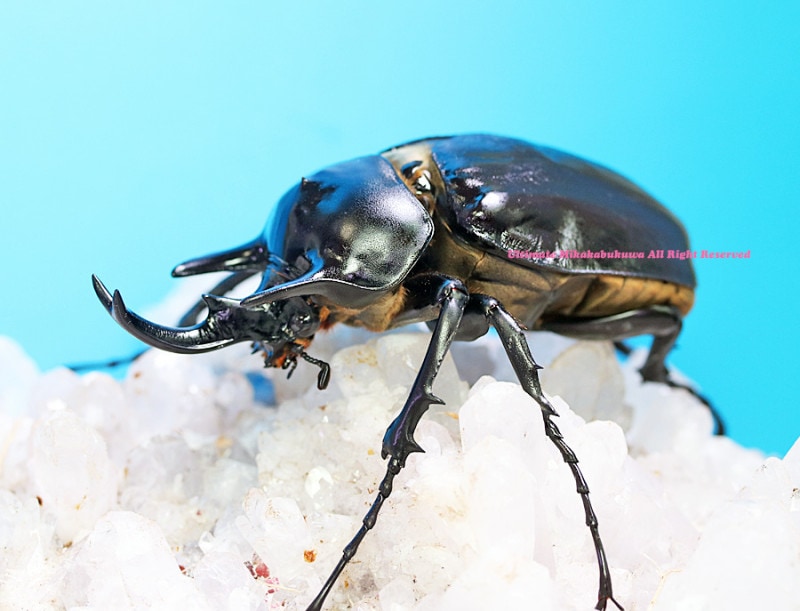 ブラジル産 ゾウカブト 89mmX47mm ブラジル産 ゾウカブト 89mmX47mm 0000000099112_OX2suj6.jpg