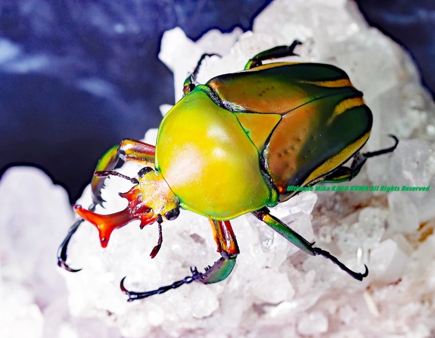 【超美麗種！】HOPLIA COERULEA 標本 5匹セット カナブン 昆虫 2024,12/1 新着WILD Minimate1 カメルーン便 シュルツサスマタカナブン