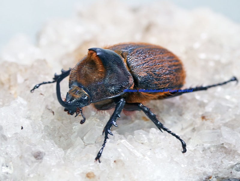 2025,1/2 ����WILD ĶUltimate5 ���ƥڥ롼�ء��ҥ륿���إ�ťΡ� No,S����47-49mm �ڥ���   �ǹ�55,000�ߢ�SALE�ǹ�44,000��