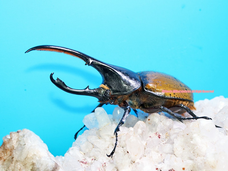 2025,1/2����WILD��ĶUltimate5 ���ƥڥ롼�ء�Dynastes��������إ饯�쥹����å���San Martin�� No,2����140mm��65mmup�ڥ�      �ǹ�110,000�ߢ�SALE�ǹ�77,000��