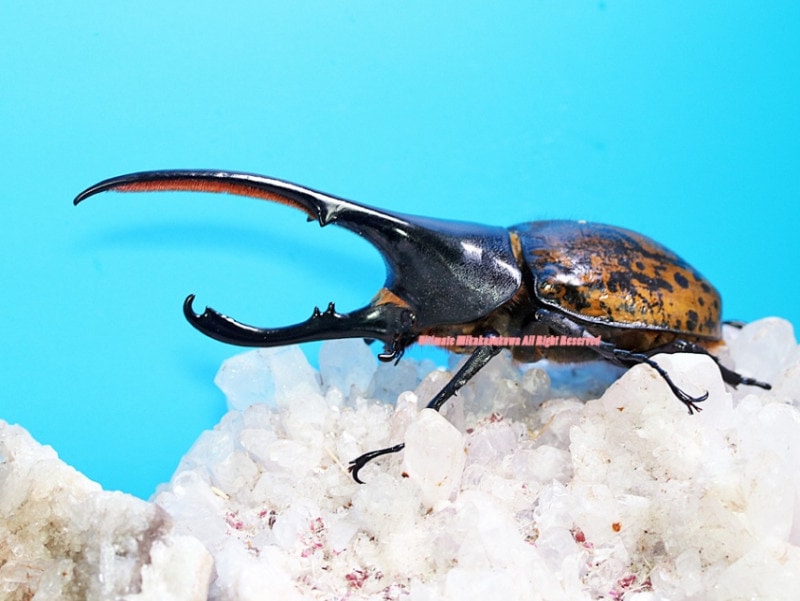 2025,1/2WILDĶUltimate5 ƥڥ롼ءDynastesإ饯쥹å(󥫥帩) No,1ܽٻ!!No,1144mm63mmڥ      ǹ132,000ߢSALEǹ99,000