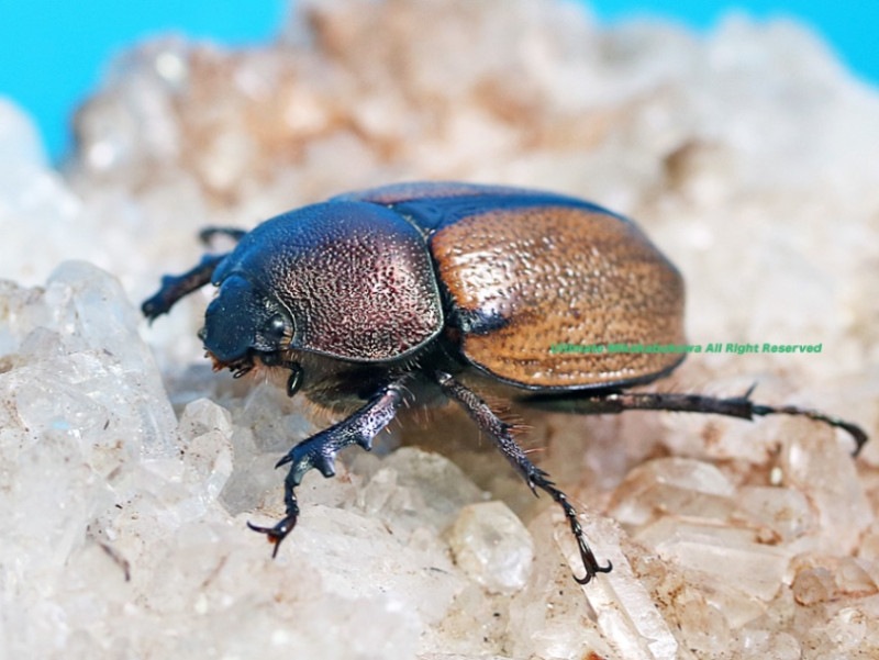 2025,2/3 新着WILD 超Ultimate6 世界最高峰!! ブラジル便 世界最高峰!! マンネレイヒナカブト No,5 ♀30mmup単品