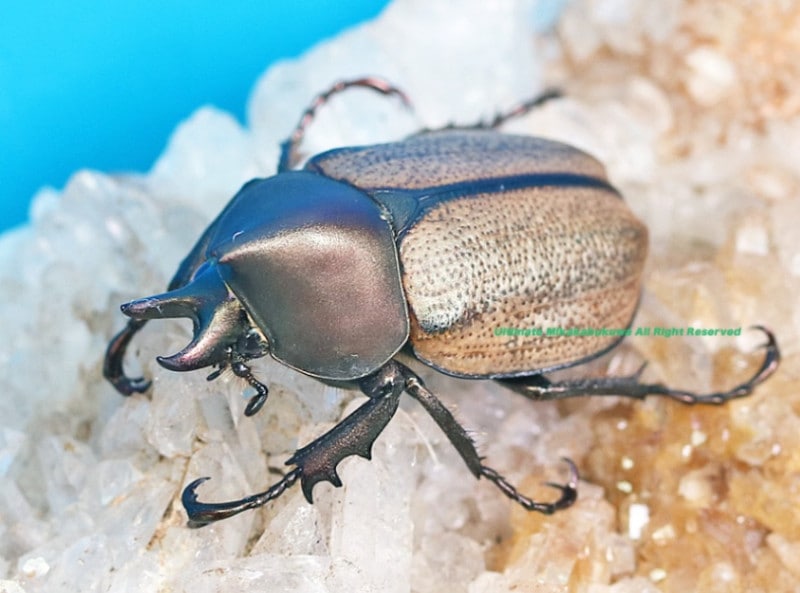 2025,2/3 新着WILD 超Ultimate6 世界最高峰!! ブラジル便 世界最高峰!! マンネレイヒナカブト No,3 ♂32mm前後♀30mmupペア