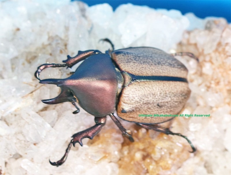 2025,2/3 WILD ĶUltimate6 ǹ!! ֥饸ءǹ!! ޥͥ쥤ҥʥ֥ȡ No,237mm30mmupڥ