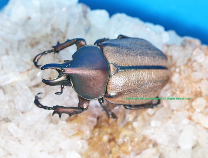 2025,2/3 WILD ĶUltimate6 ǹ!! ֥饸ءǹ!! ޥͥ쥤ҥʥ֥ȡ No,1 饮ͥ39mm30mmupڥ