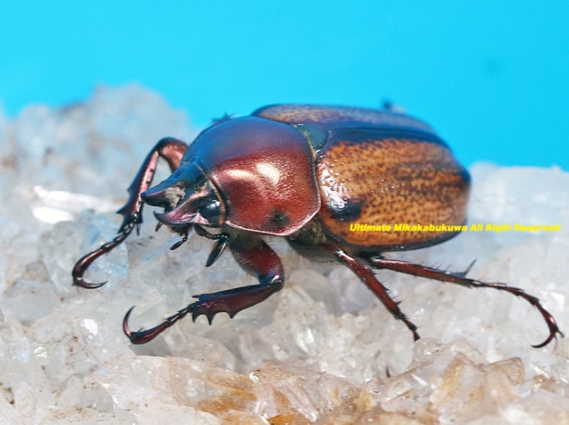 2024ǯWILD����Ρ������ټ�!!��2025ǯ1����ܤ����۲���WF1  �����ǹ��� ���ͥ�ߥ��ꥹ���饫�ͥҥʥ��֥Ƚ�2��1Ƭ(3��ˤʤ�Ȼ�ͺ��Ƚ�̽���ޤ�)