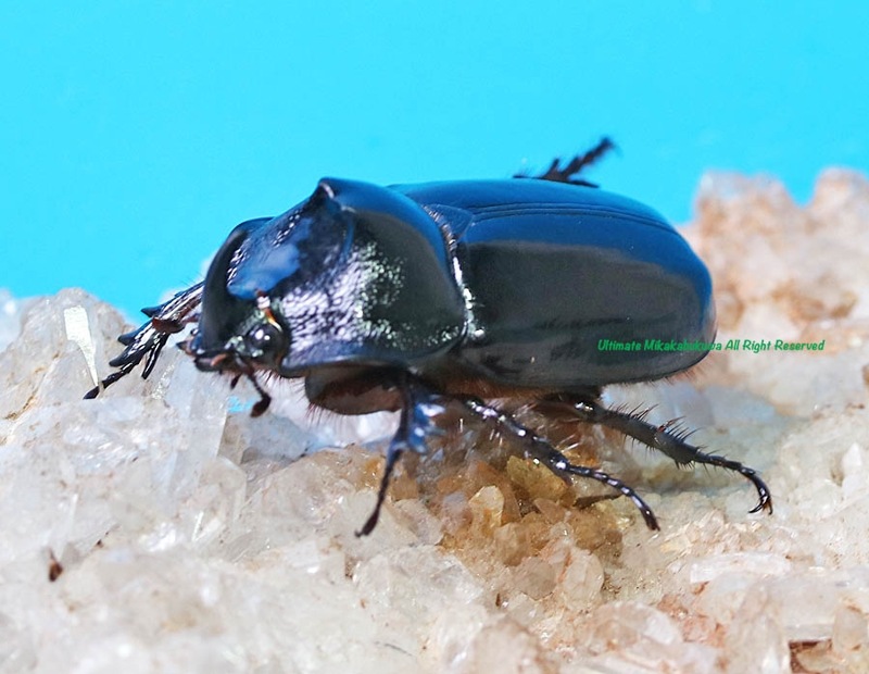 2025,2/13,14 ����WILD ���ƥڥ롼�ء���ʥӥ��إ�ť�ssp.�� No,1����B39mm����­����礱��38mm �ڥ�