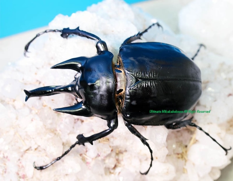 コロンビア産 レックスゾウカブト 115mmX51mm コロンビア産 レックス
