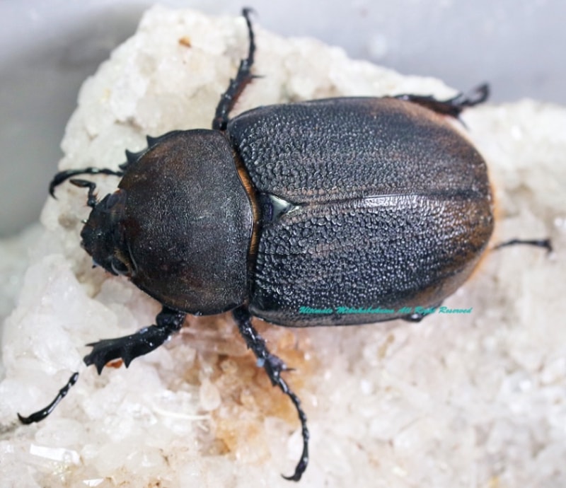 2025,2/13,14 ����WILD��ĶUltimate7 ���ƥڥ롼�ء�Dynastes��������إ饯�쥹����å����� No,3����60mmupñ��